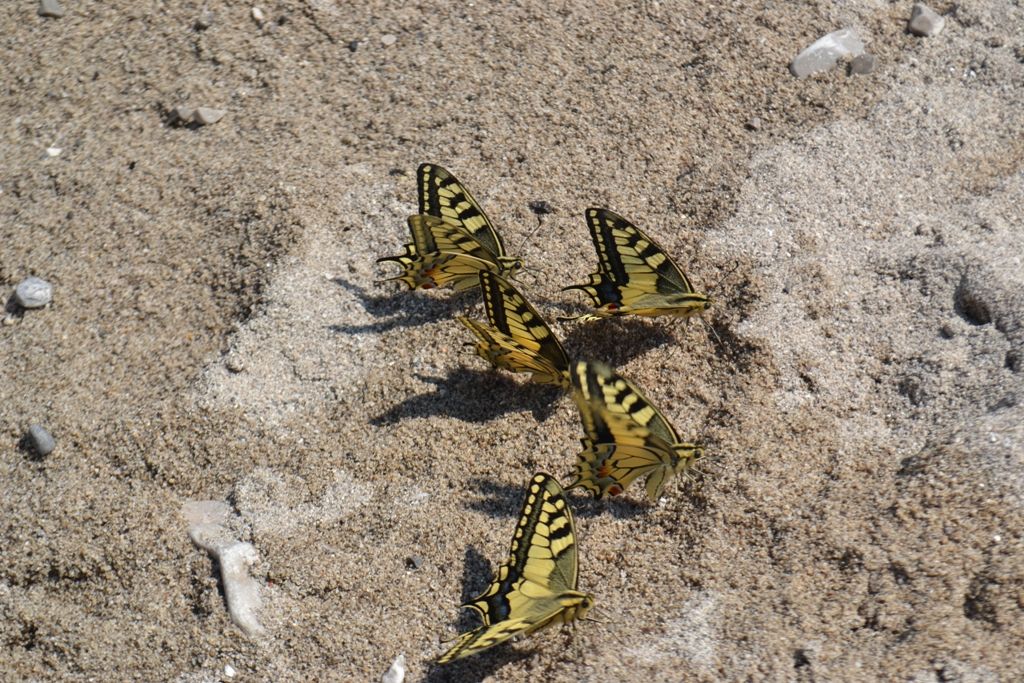 P. machaon
